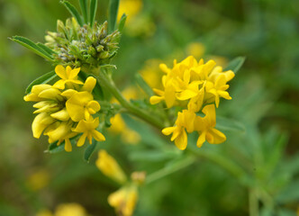 Blossoms of alfalfa sickle (Medicago falcata)