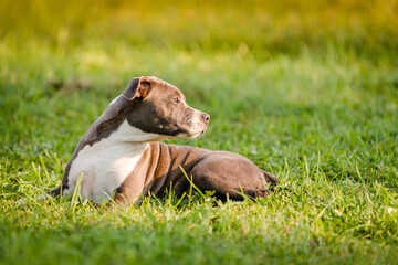 puppy staffordshire terrier walks in the park in autumn