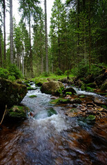 Strömender Bach mit kleinem Wasserfall im Wald