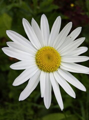 Obraz premium white daisy flower