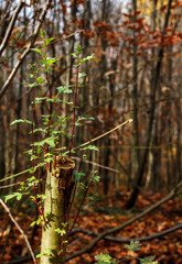 green branch and beautiful yello worange brown colors at autumn in the forest