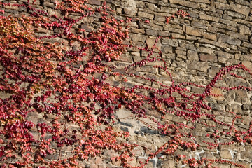 Efeu an Steinwand