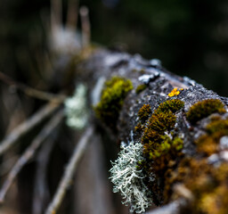 close up of moss on a branch in autum in forest