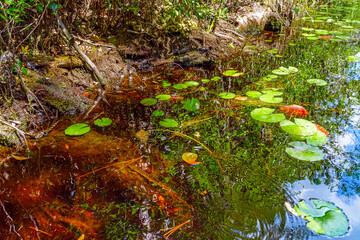American Alligator babies at Okefenokee Swamp Park, South Georgia.