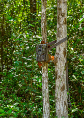 Forest swamp land in Okefenokee Swamp Park, Southern Georgia.