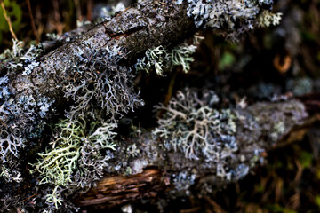 close up of moss on a branch in autum in forest