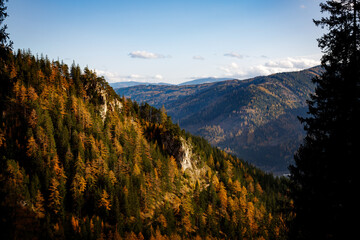 colorful forest at a beautiful day in the in austrian alps in autumn
