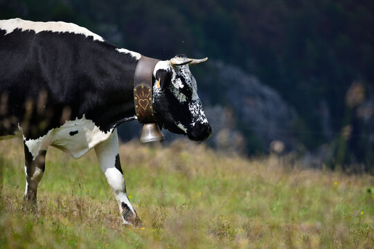 Vache vosgienne, Col du Hohneck