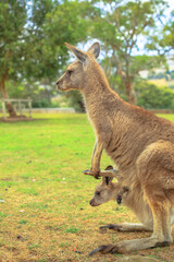Naklejka na ściany i meble Side view of kangaroo with a joey in a pocket, Macropus rufus, in Australia. Australian Marsupial standing on grass outdoors. Vertical shot.