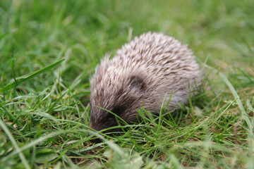 A Little cute hedgehog baby on the green grass. 