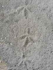 Traces de pattes d'oiseau 