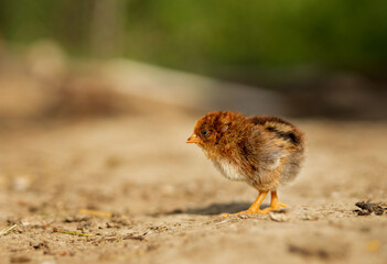 portrait of Easter little fluffy yellow chicken walking in the yard of the village on a Sunny spring day