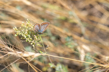 butterfly on a grass