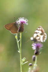 butterfly on thistle