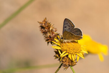 butterfly on a flower