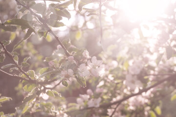 Delicate branch of a blossoming apple tree with bokeh circles, sun rays and fog.