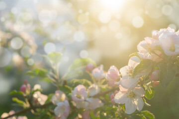 Delicate branch of a blossoming apple tree with bokeh circles, sun rays and fog.