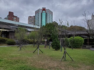 Tree in park in Taiwan