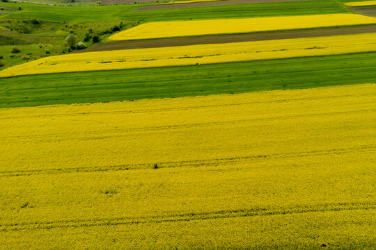 A field with flowering yellow oilseed rapeseed © volody10