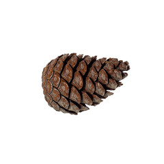 brown pine cone isolated on white background