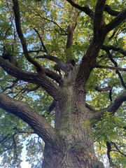 old oak tree