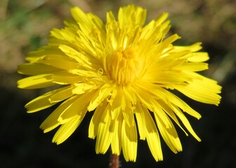 Obraz premium Closeup of beautiful yellow hieracium flower on the meadow