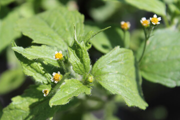 Hairy Galingosa Flowers - Quickweed
