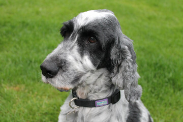 Black and White Cocker Spaniel pet dog