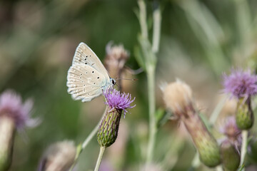 Lycaenidae / Çokgözlü Dafnis / / Polyommatus daphnis