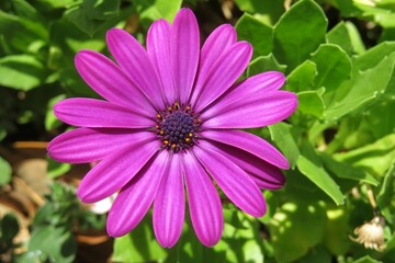Beautiful purple osteospermum flower in Florida zoological garden, closeup