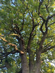 tree in the park
