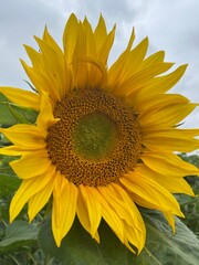 Naklejka premium sunflower in the field