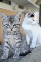 Naklejka na ściany i meble gray and white cat and kitten