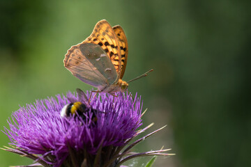 Nymphalidae / Bahadır / / Argynnis pandora