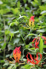 Red orchid on a background of tree leaves close-up. Tropical plant