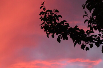 silhouette of a tree in sunset