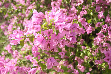 Pink Blossom , Bougainvillea, Lesser Bougainvillea, Bougainvillea glabra,  Ibirapuera Park, Sao Paulo, Brazil