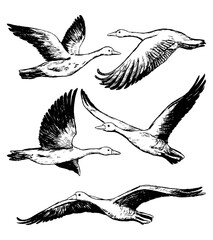 Collection of flying greylag geese isolated on white. Set of hand drawn vector illustration. Realistic black ink sketches of wild birds. Vintage graphic elements for design, prints, card, poster etc. © Olga Sayuk