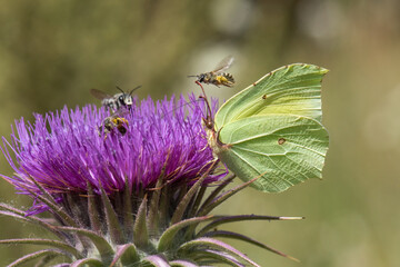 Pieridae / Orakkanat / / Gonepteryx rhamni