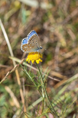 butterfly on a flower