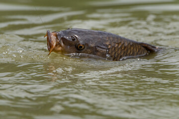 Angling. A fresh water carp caught on a fishing line.