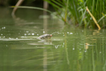 Angling. A fresh water carp caught on a fishing line.