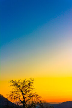 A very beautiful sunset. Blue and orange colors. Branches of a tree against the sky. Saturated color. Psilocybin. The look of a man who has perverted psilocybin mushrooms. Psilocybe semilanceata.
