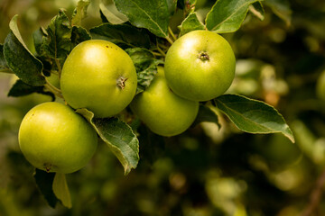 Green apples on the tree.