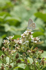 butterfly on a flower