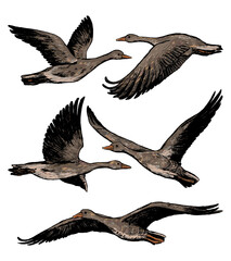 Collection of flying greylag geese isolated on white. Set of hand drawn vector illustration. Realistic ink sketches of wild birds. Colored vintage graphic elements for design, prints, card, poster etc