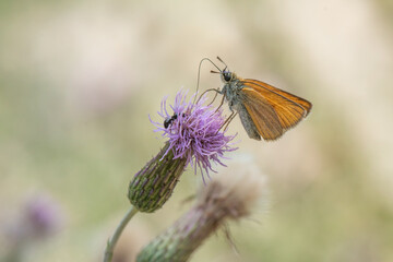butterfly on flower