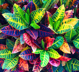 Colorful Leaves 