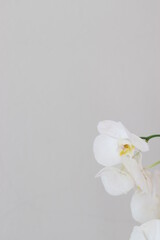 Orchid stands alone 
