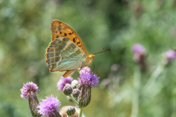 Nymphalidae / Bahadır / / Argynnis pandora